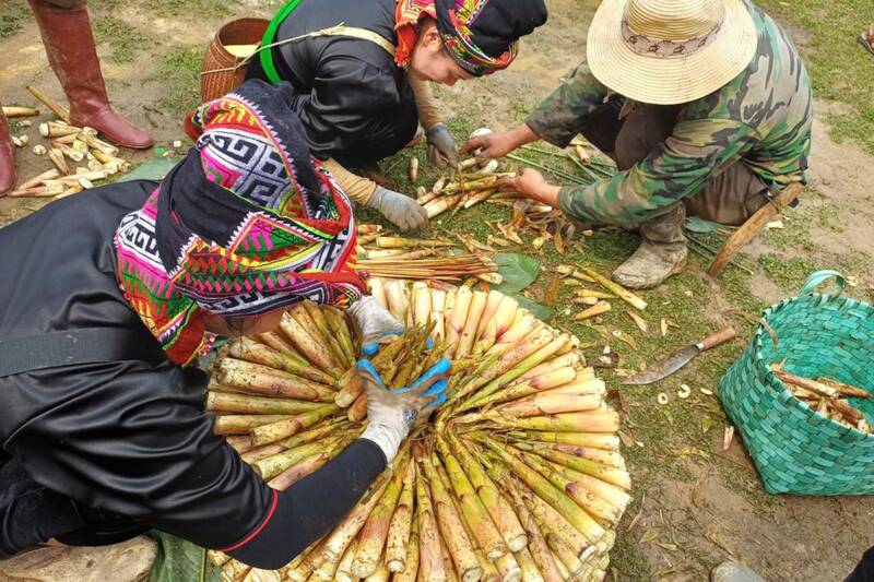 Các đội thi phân loại măng hái được. Ảnh: Văn Bước