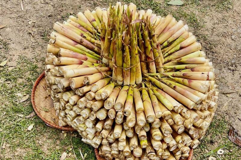 Các đội hoàn thành thi hái măng và tạo hình cho sản phẩm măng hái được. Ảnh: Văn Bước