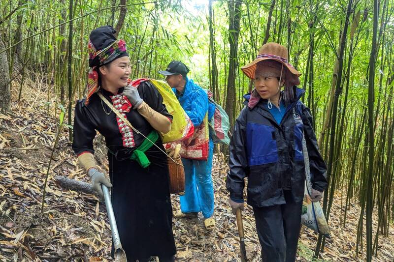 Các đội thi hái măng tại bản Phiêng Phả, xã Chiềng Lao. Ảnh: Văn Bước