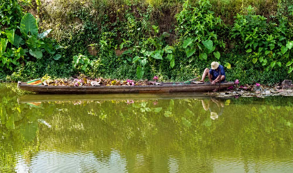 Man stealing water lilies on Ngu Ha River caught red-handed. Photo: Tuong Minh