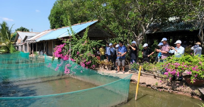 Du lịch miệt vườn ở Cồn Sơn đã trở thành thương hiệu tại TP Cần Thơ. Ảnh: Phong Linh.