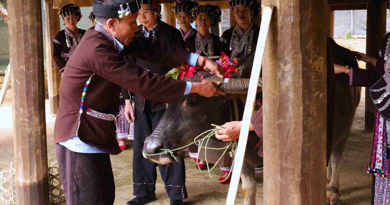 Tái hiện nghi lễ cúng trâu độc đáo của người Lự