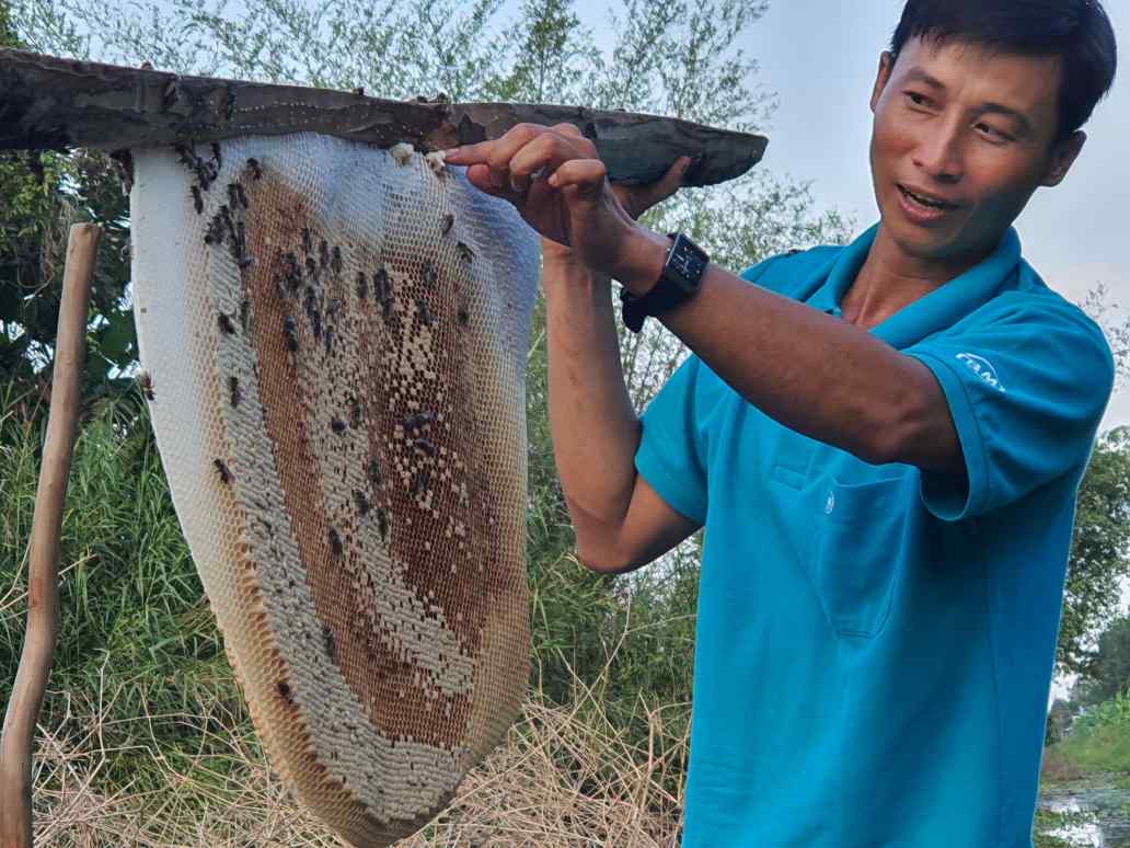Vào rừng U Minh Hạ, Cà Mau ăn ong. Ảnh: Nhật Hồ.
