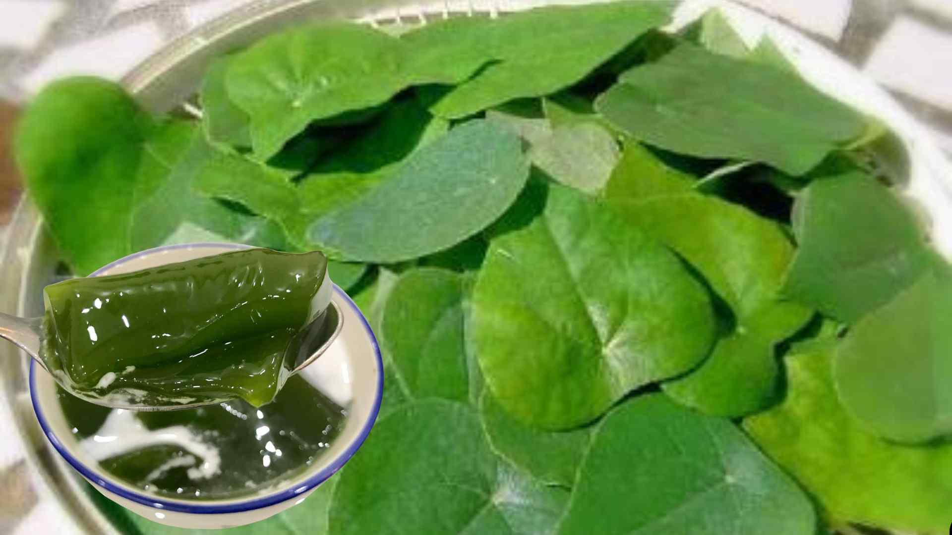 Sương sâm is often used in the form of drinking water or jelly, supporting cooling the liver and natural detoxification. Graphic photo: Huong Son