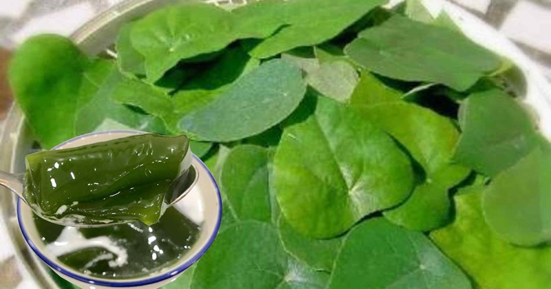 Sương sâm làm thạch, mát gan, giải độc
