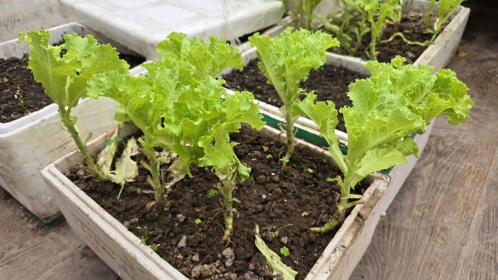 Plantar plantas con una densidad demasiado alta es uno de los errores que dificultan que la lechuga crezca bien. Foto: Tuan Dat