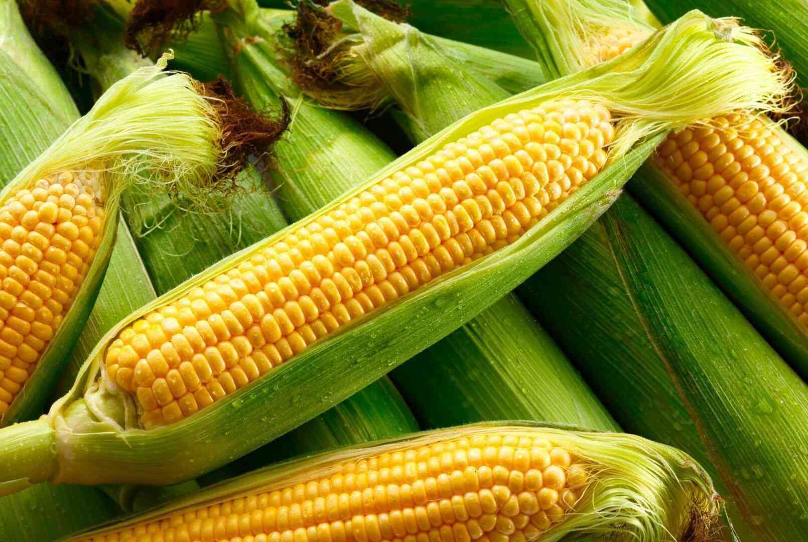 A medium-sized boiled cornstarch provides a superior source of complex starch compared to refined starch. Photo: Canva