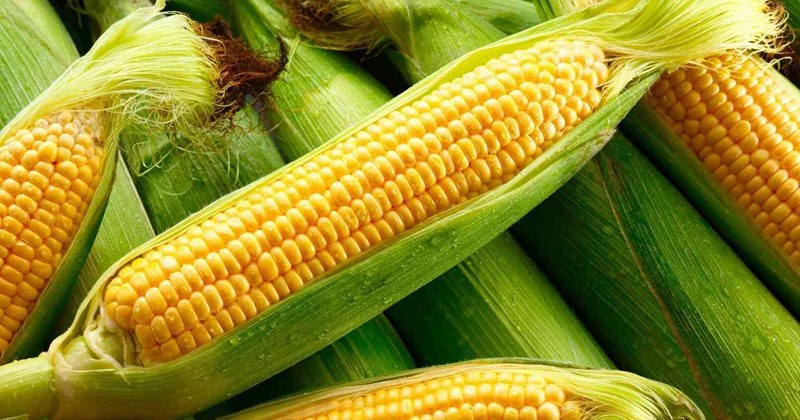Bắp luộc buổi sáng giúp giảm cân hiệu quả