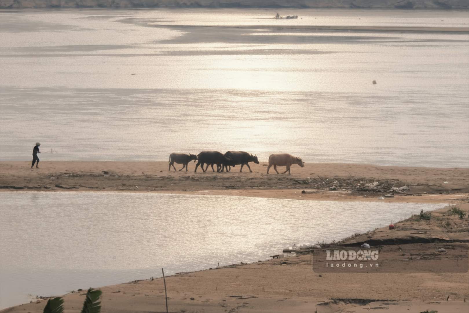 People calmly graze buffaloes on sand dunes in the middle of the dry Thao River. Photo: To Cong.