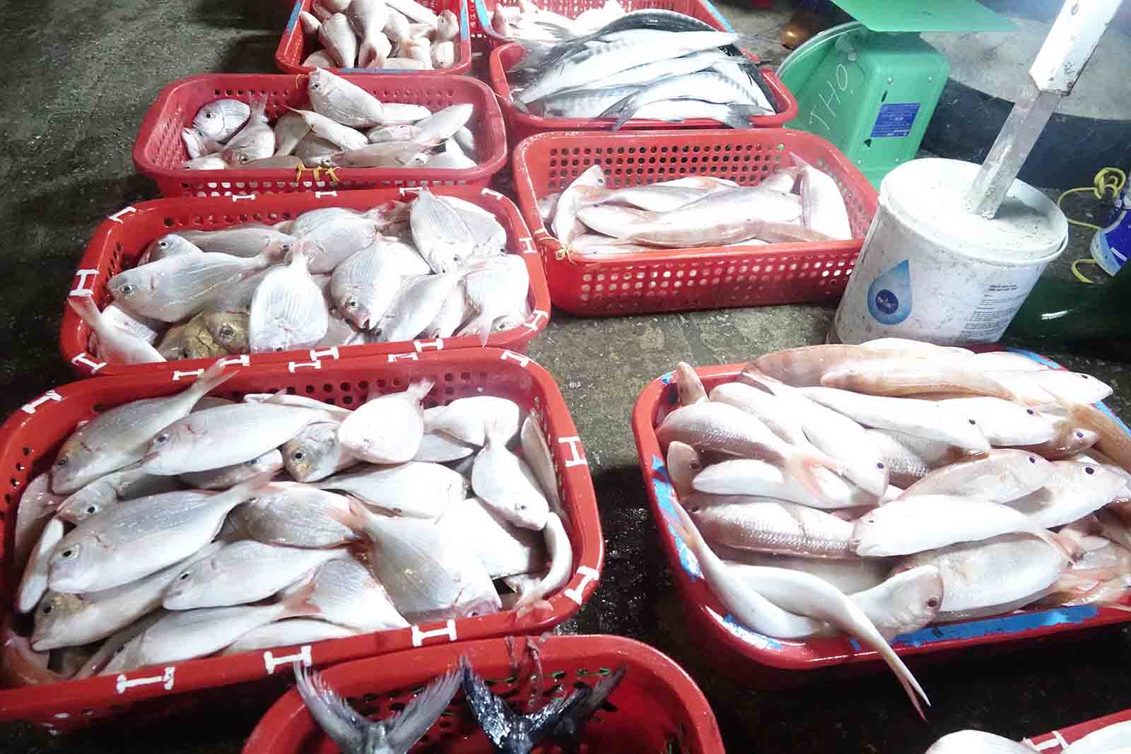 Những mớ cá tươi rói. Ảnh: Trần Tuấn