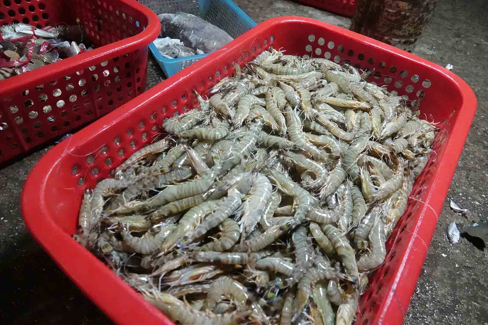 Tôm tươi. Ảnh: Trần Tuấn