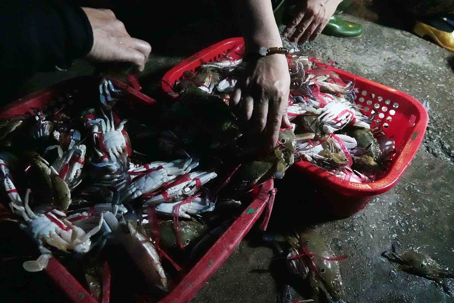 Ghẹ biển vừa được chuyển từ tàu lên cảng. Ảnh: Trần Tuấn