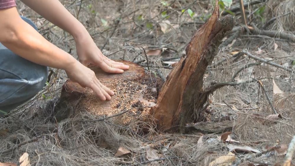 Coastal casuarina forest in Cam Hong commune, Quang Tri province is seriously destroyed. Photo: Thanh Trung