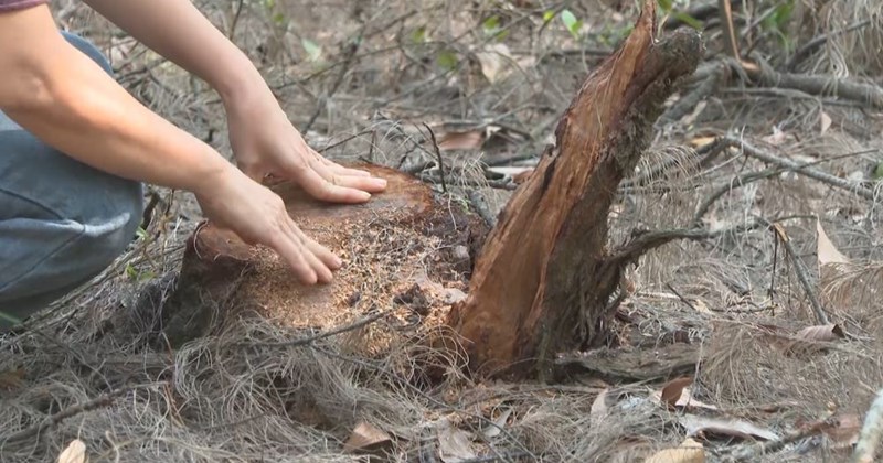 Quảng Trị: Xử lý nghiêm vụ phá rừng phi lao ven biển