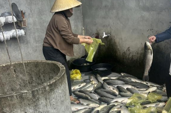 In a new development, Nghe An functional agencies have not yet identified the link between the leakage incident of the Song Lam Sugar Factory and the phenomenon of mass fish deaths on the Lam River. Photo: Ngoc Anh
