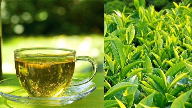 Drinking green tea properly supports liver detoxification effectively. Photo: Pham Cong