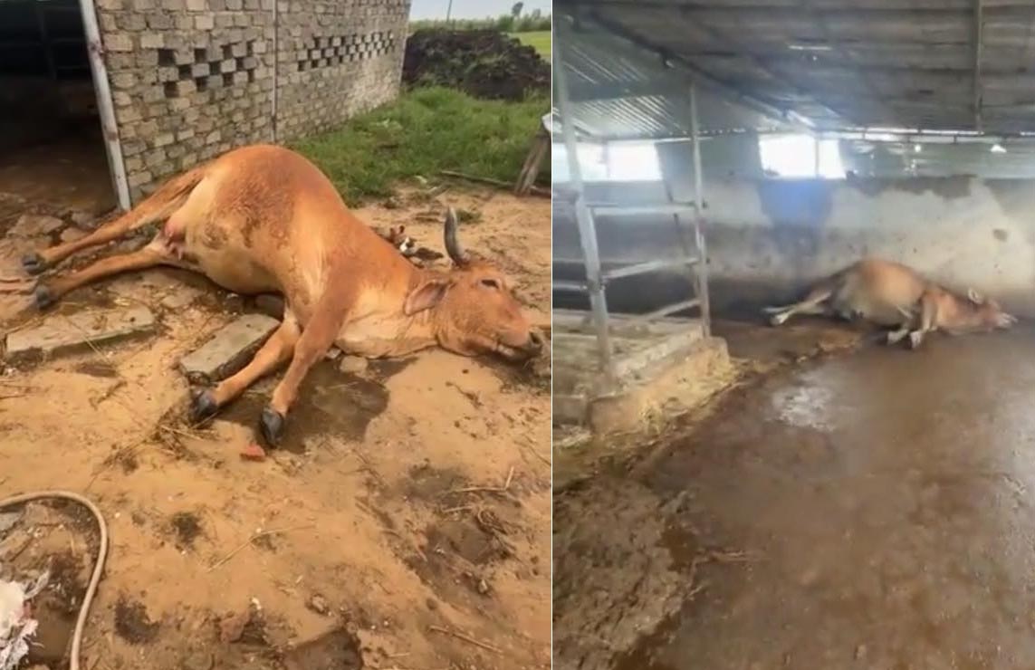 Lightning strike kills 2 cows in Co Dam commune. Photo: Nghi Xuan