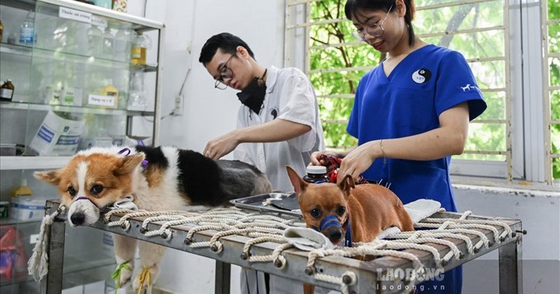 Cơ hội việc làm rộng mở trong ngành thú y