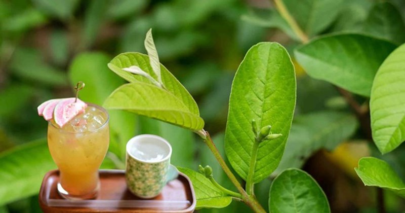 Nước lá ổi hỗ trợ kiểm soát đường huyết