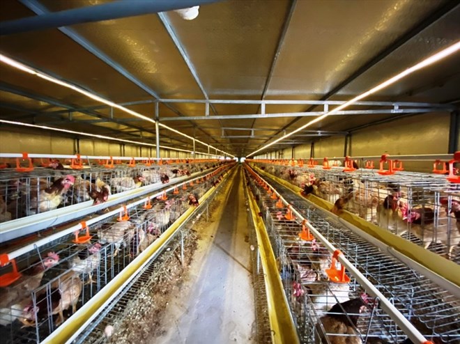 Vietnam's livestock sector expands cooperation opportunities worth billions of USD. Photo: Le Dao