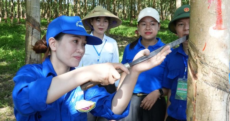 Việt Trung tổ chức hội thi thợ khai thác mủ cao su giỏi