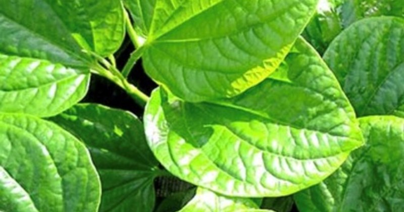 Lời khuyên cho người thường xuyên ăn trầu