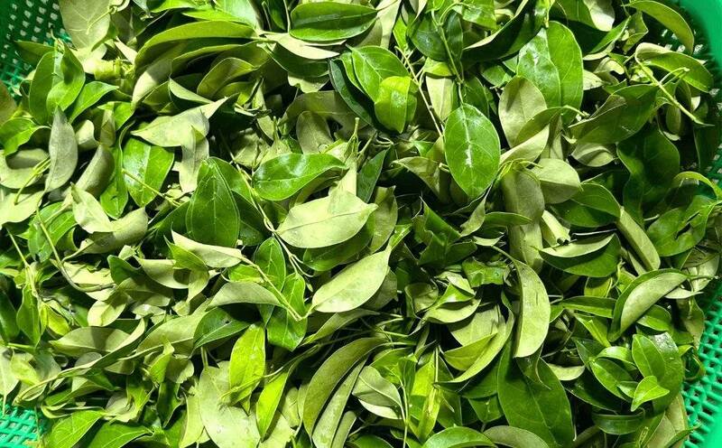 Lá lồm giúp kích thích vị giác và hỗ trợ tiêu hóa cực kỳ hiệu quả theo kinh nghiệm dân gian. Ảnh: Trang Nhung