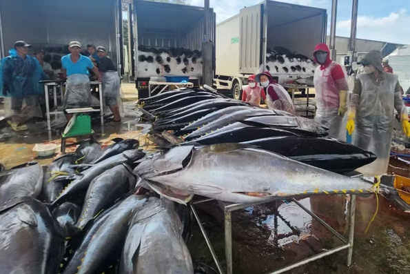 Tuna is purchased by traders at Gia Lai province port. Photo: Sy Thang/VNA