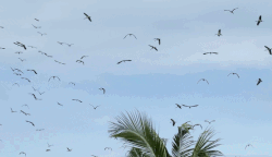 Faced with the continuous recurrence of wild bird hunting at Hai Chia Bird Garden, functional agencies have intervened to have protection solutions. Photo: Hoang Loc
