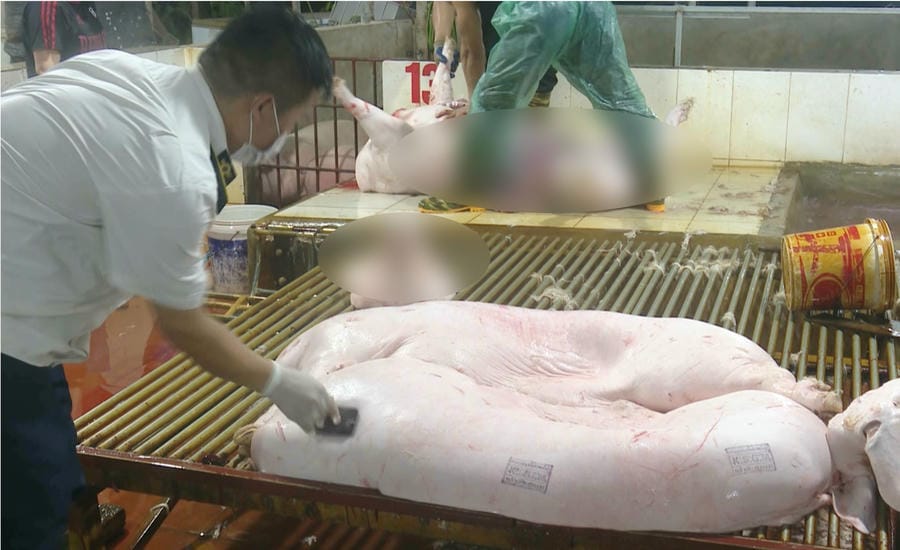 The temporary centralized slaughterhouse in Phuc Loc commune, Hanoi City reaches a capacity of about 300-350 heads/day, and is regularly monitored. Photo: Thanh Trung