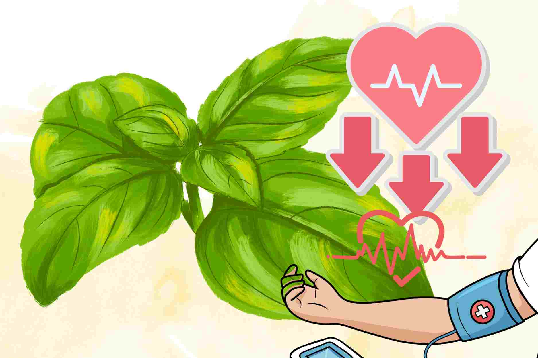 Familiar leaf helps support natural blood pressure reduction