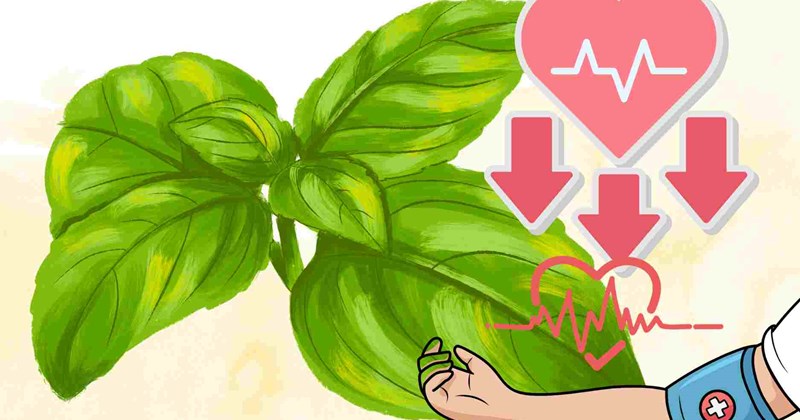Lá quen thuộc hỗ trợ giảm huyết áp tự nhiên