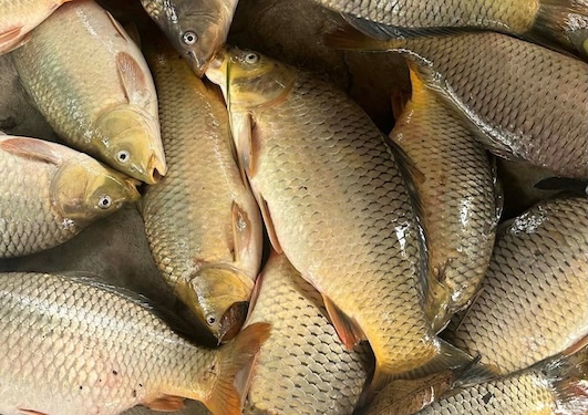 鯉は肝臓の栄養補給をサポートできると考えられています。写真:キエウ・ヴー
