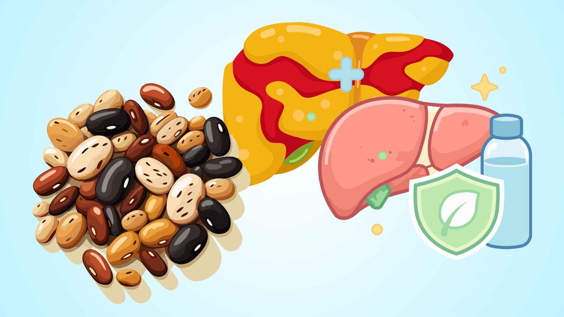 Beans that effectively support detoxification and reduce liver fat.