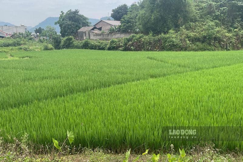 Những thửa ruộng xanh mướt tại thôn Ún Tà, xã Cốc San. Ảnh: Đinh Đại