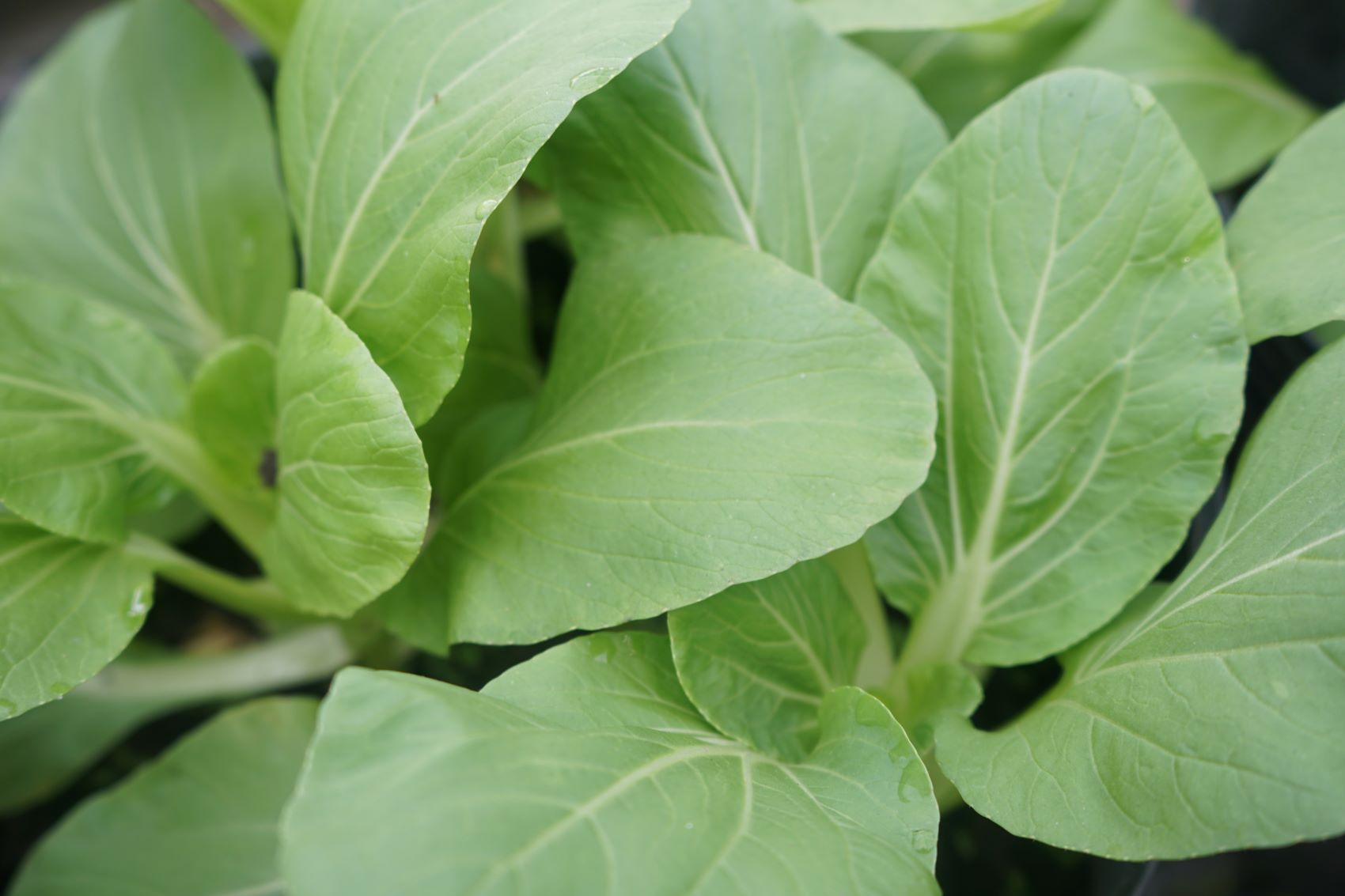 Adding vegetables to your diet is a good habit for brain health. Photo: Thanh Thanh