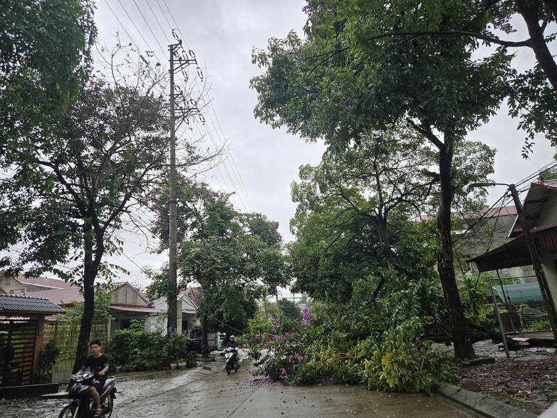 Cây đổ gây hư hỏng đường dây điện tại xã Đồng Đăng, tỉnh Lạng Sơn. Ảnh: Khánh Linh