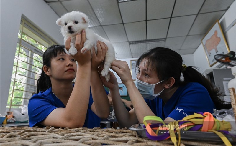 The Veterinary sector opens up broad job opportunities in the current context. Photo: Nguyen Hue