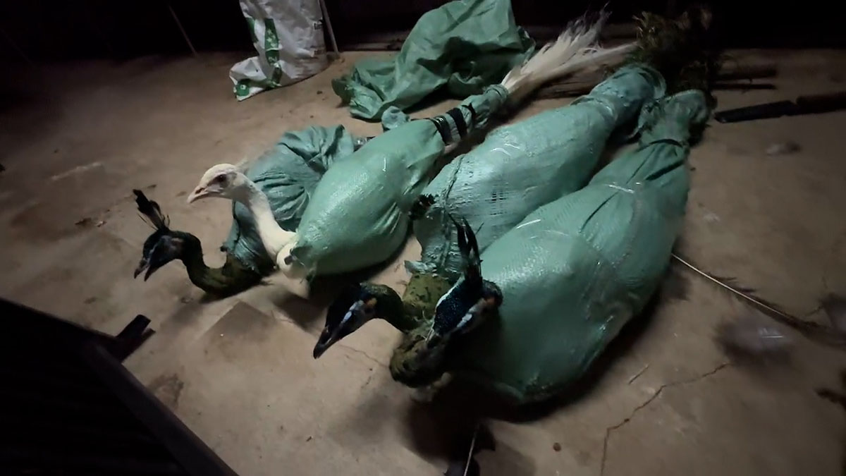 Prosecuting a man for illegally raising dozens of rare animals in Ho Chi Minh City. Photo: Police provided