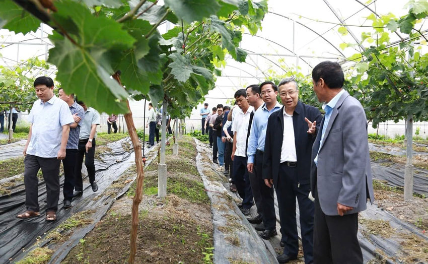 The working delegation surveyed the reality of vegetable and flower production areas and high-tech dairy grape growing models in Lao Cai. Photo: Thanh Nga