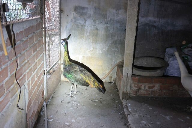 Animales salvajes criados en el establecimiento descubiertos por las fuerzas funcionales. Foto: Policía