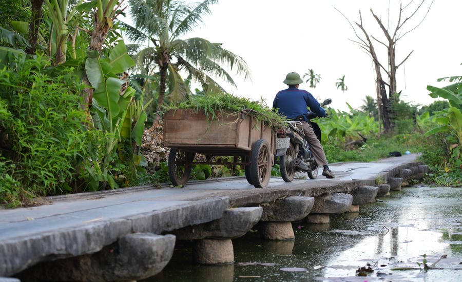 Cây cầu đá vẫn là lối đi gắn bó với người dân trong những mùa thu hoạch lúa. Ảnh: Mai Hương