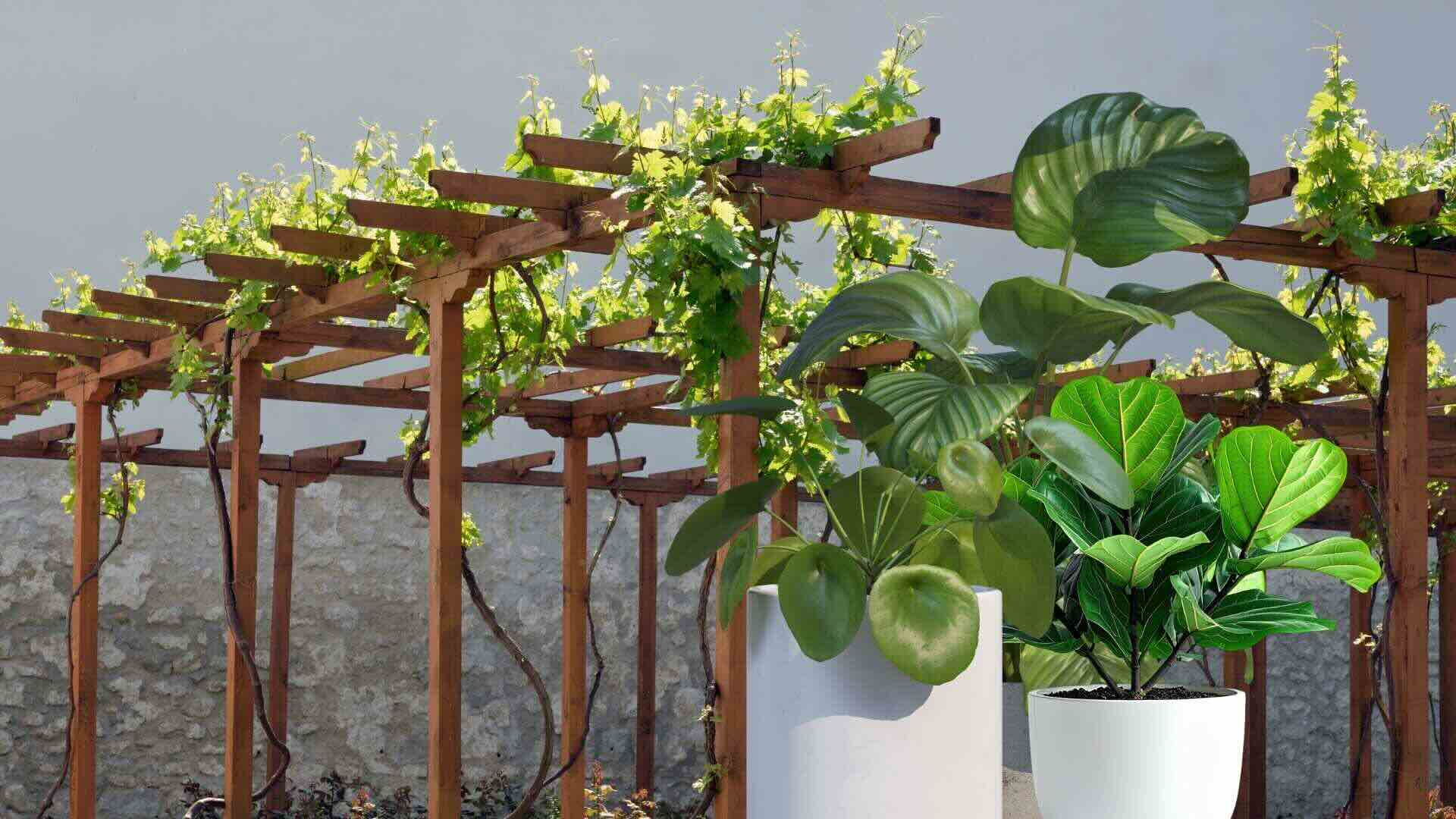 5 ways to increase privacy for the garden while still being airy and beautiful