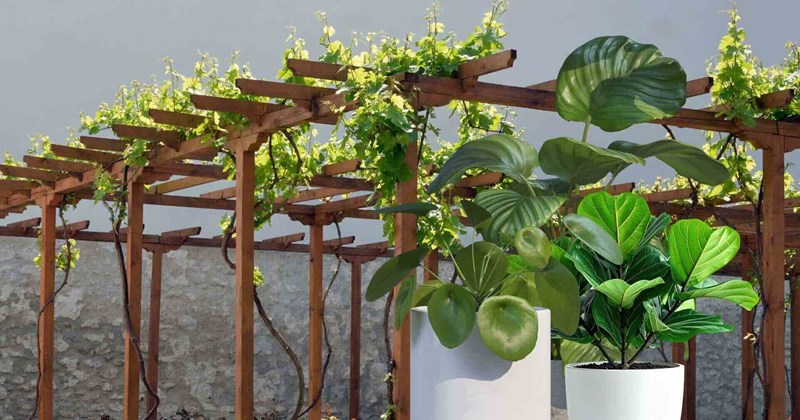 5 cách tăng tính riêng tư cho vườn, vẫn thoáng đãng và đẹp