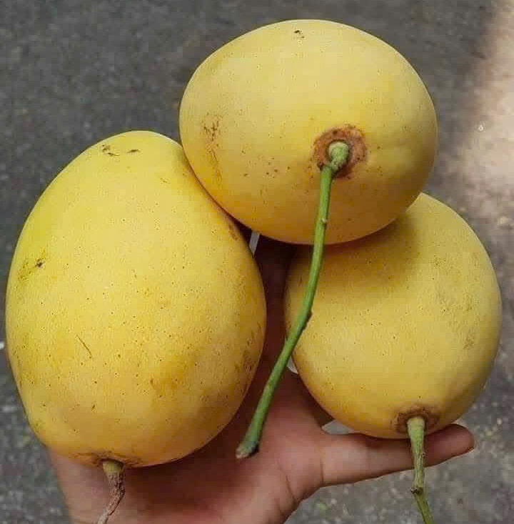 Ripe mangoes are a fruit rich in vitamins that are beneficial for health if eaten properly. Photo: Quang Minh