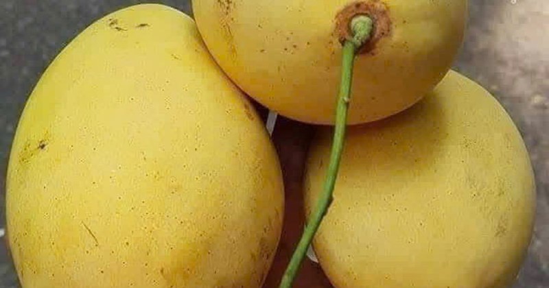Lời khuyên cho người thường xuyên ăn xoài chín