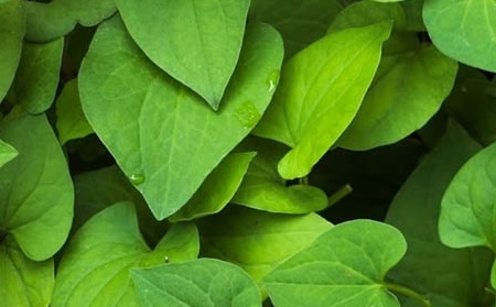 Fish lettuce can support liver detoxification. Photo: Kieu Vu