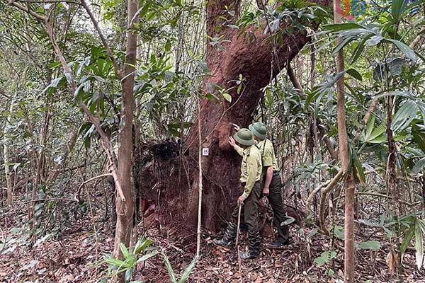Ancient Tram tree in the Minh Chau island area (Bai Tu Long National Park). Photo: Quang Ninh e-Portal
