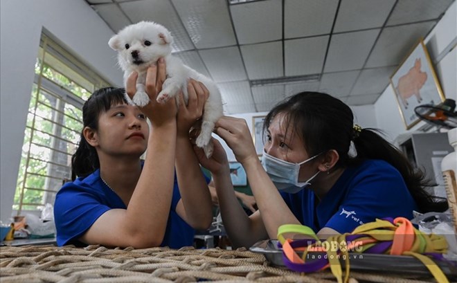 Ngành Thú y mở ra cơ hội việc làm rộng mở trong bối cảnh hiện nay. Ảnh: Nguyễn Huế