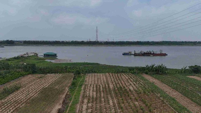 Khu vực bãi bồi ven sông Hồng ở xã Châu Ninh, tỉnh Hưng Yên. Ảnh: Mai Hương